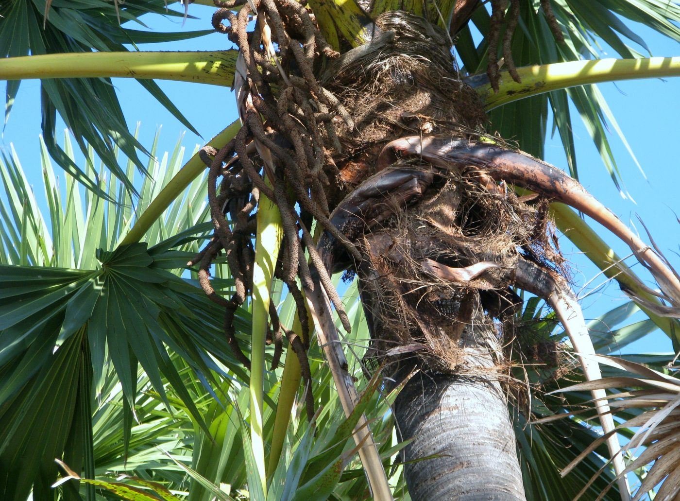 Harvesting salak palm fruit for arak, Timor, Indonesia