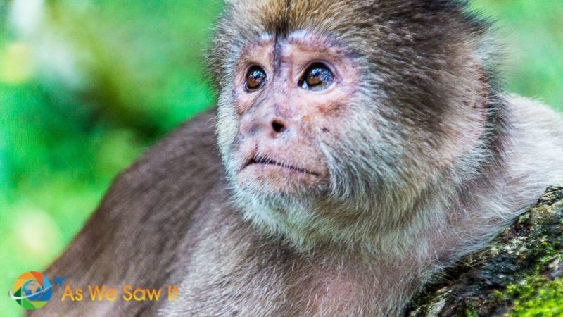 Closeup of a cute monkey in the Amazon