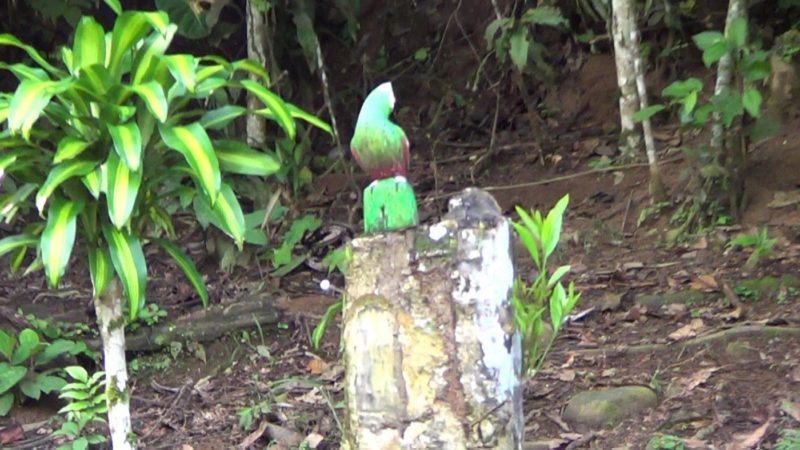 our artificial bird target sits on a log