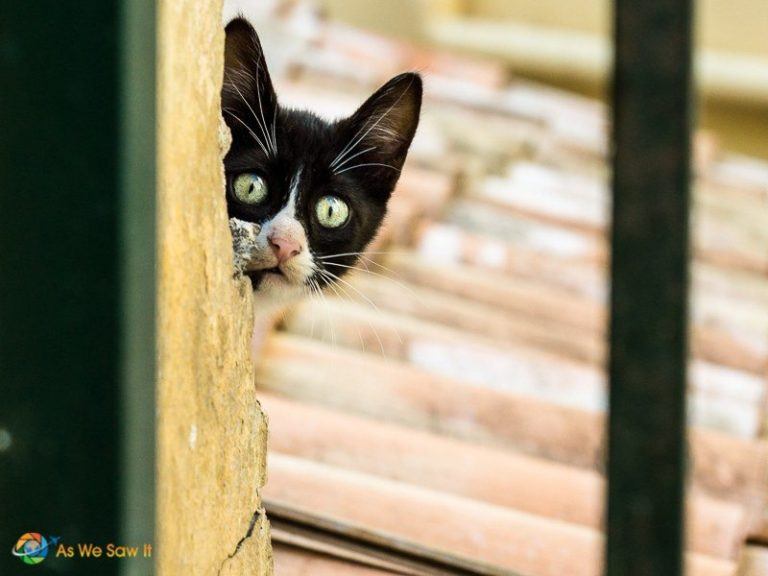 Photo Tips What A Cat Playing PeekaBoo Can Teach You