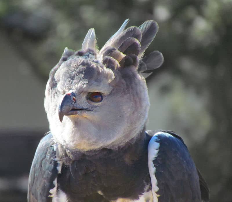 closeuo of harpy eagle head