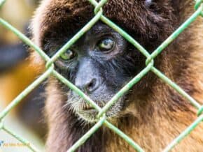 monkey peeks through wire at summit botanical gardens and zoo near Panama Cityh