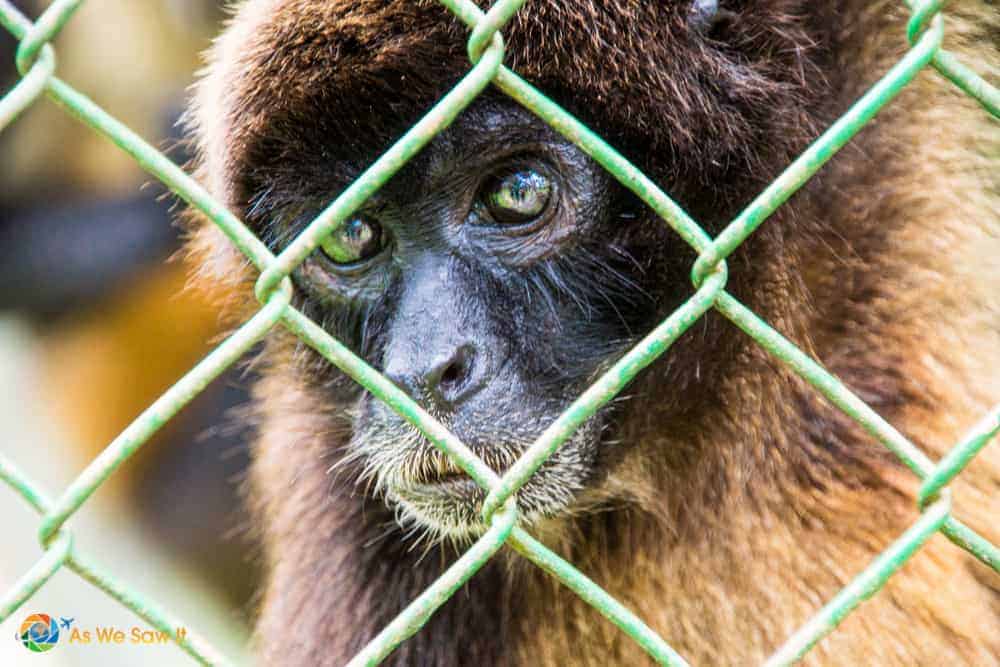 monkey peeks through wire at summit botanical gardens and zoo near Panama Cityh