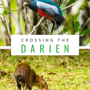 colorful bird and an agouti text says crossing the darien