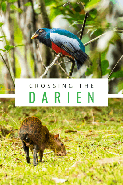 colorful bird and an agouti text says crossing the darien