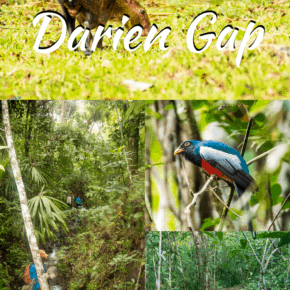Collage from rain forest text says crossing the darien gap