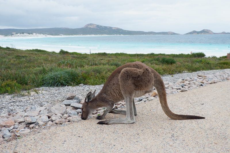 Kangaroo on a beach in Australia