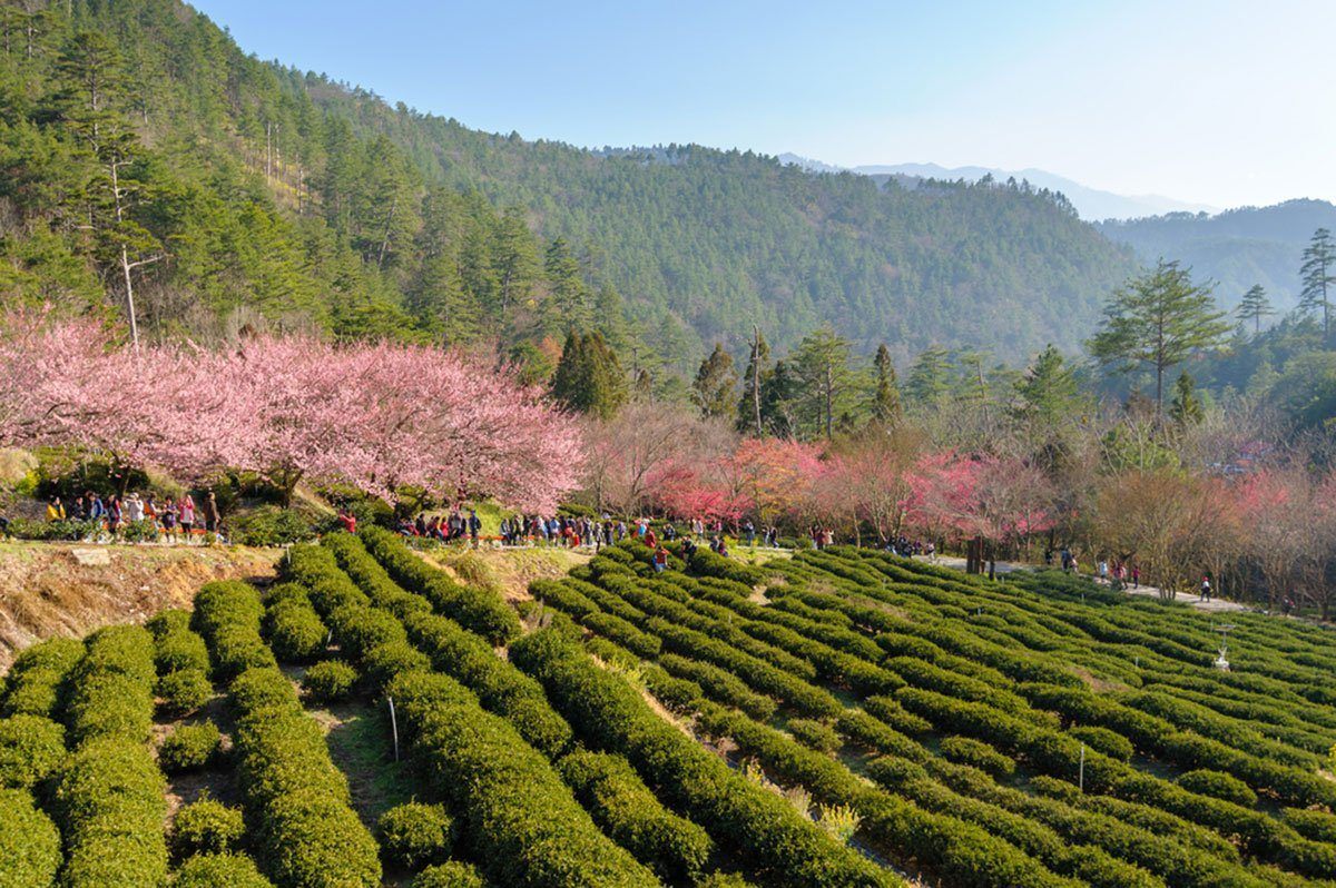 Cherry blossom trees blooming behind a field of tea bushes