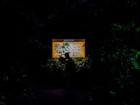 A man scans his map at Singapore Zoo night safari
