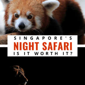 red panada and male lion text says singapore's night safari, is it worth it?