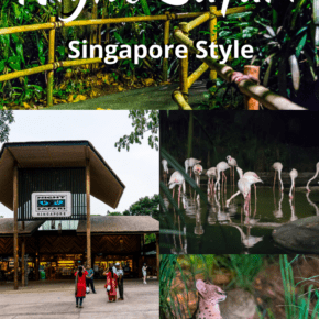 collage of animals text says night safari singapore style