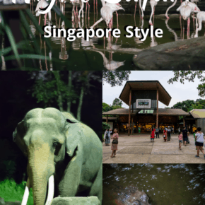 collage of animals text says night safari singapore style