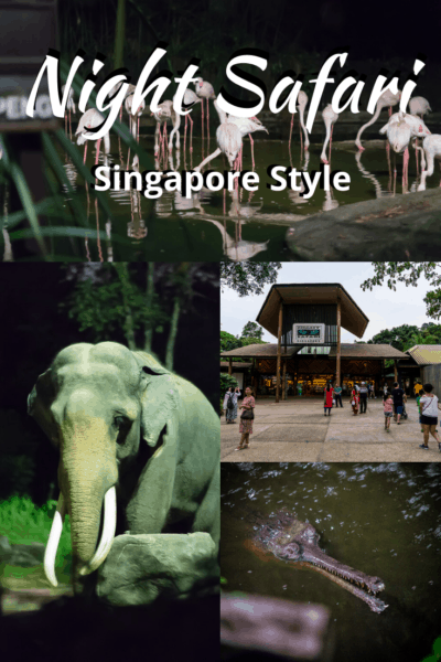 collage of animals text says night safari singapore style