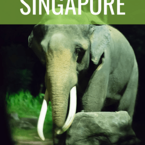 large elephant text says a night safari in singapore
