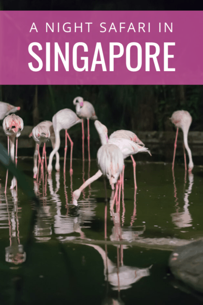 flamingos feeding text says a night safari in singapore