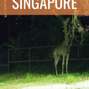 giraffe eating text says a night safari in singapore