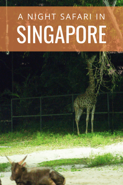 giraffe eating text says a night safari in singapore