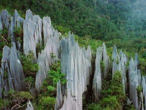 Pinnacles at Gunung Mulu National Park