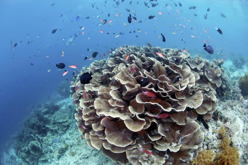 Saltwater fish and swimming around lettuce leaf coral 