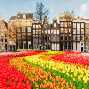 winding flower pattern leading to dutch buildings text says amsterdam