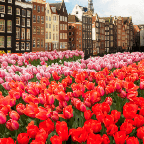 red tulips with amsterdam in background