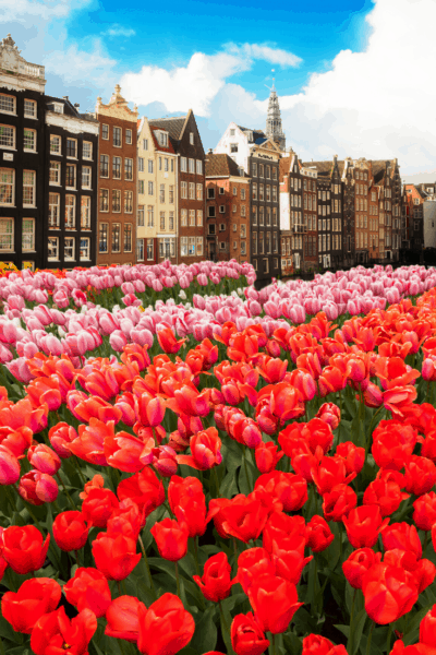 red tulips with amsterdam in background