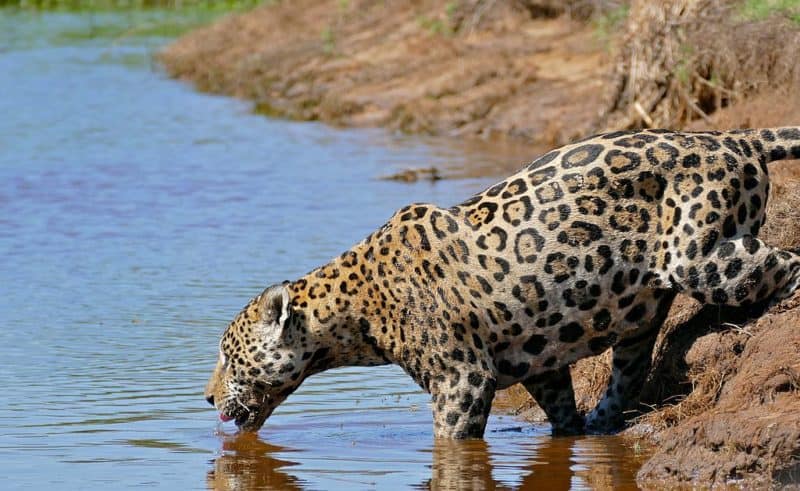 jaguar lapping water in Pantanal Brazil