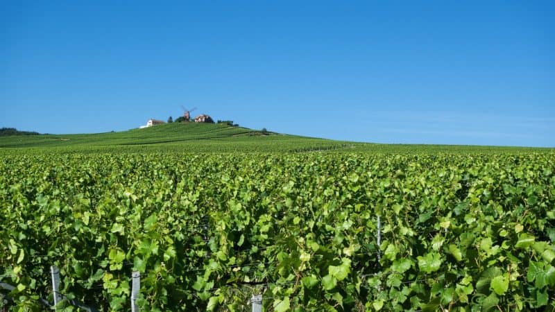vineyards in the foreground with old town on a hill in the distance. France's wine regions are good day trips outside Paris