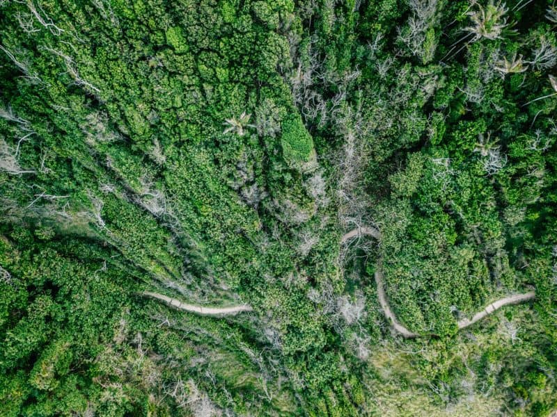 aerial view of trees and a road in the rainforest