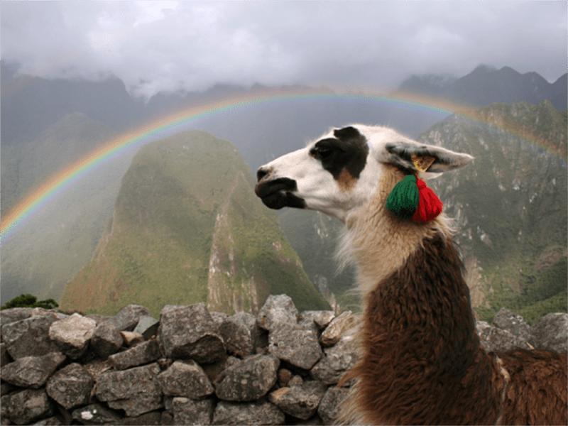 Closeup of llama's head and neck framed by a rainbow. Rock wall and Machu Picchu.in the background