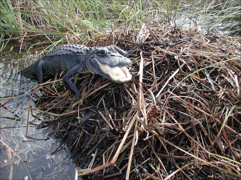Alligator with open mouth guarding its nest in Florida Everglades