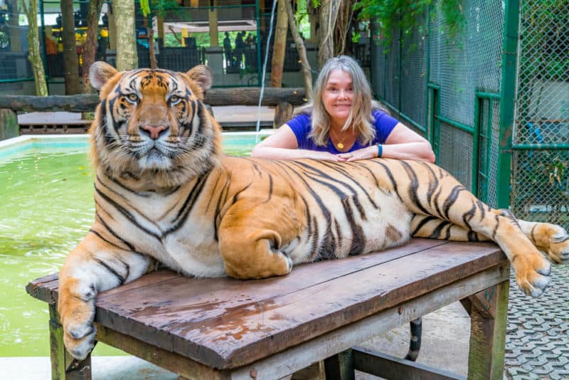 tiger kingdom chiang mai