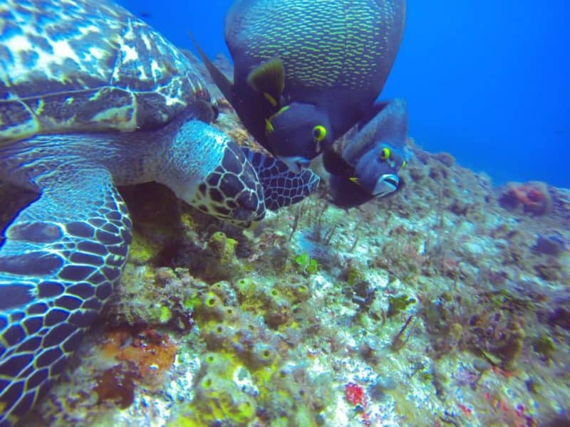 Sea Closeup of sea turtle and two French angel fish just above some coral