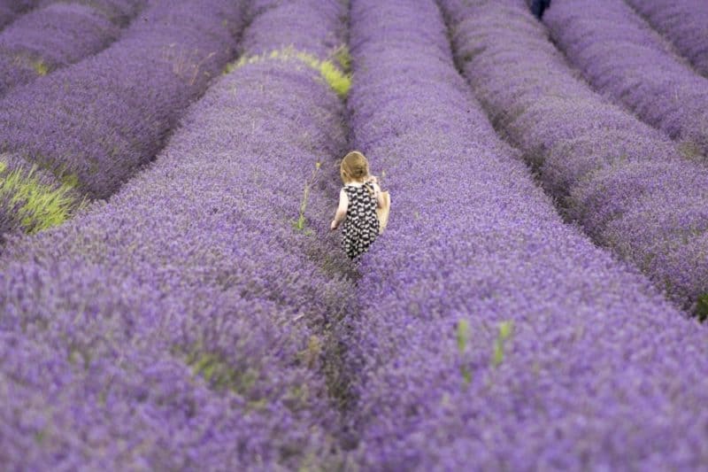 rows of lavender