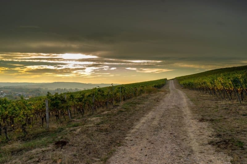 road and vineyards in Cotswolds