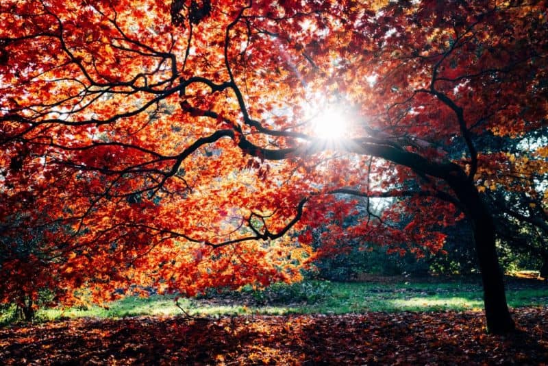 sun shines through red leaves at Westonbirt Arboretum in Cotswolds