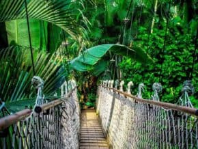 Rope suspension obridge