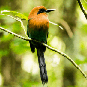mott mott bird text says panama city