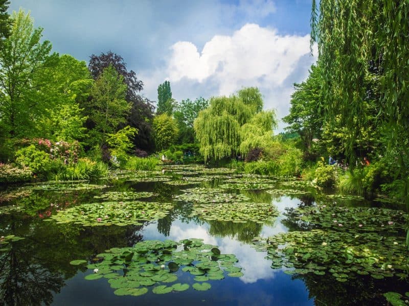 Waterlilies and lake in Monet's garden, willows in the background - one of the best day trips from Paris