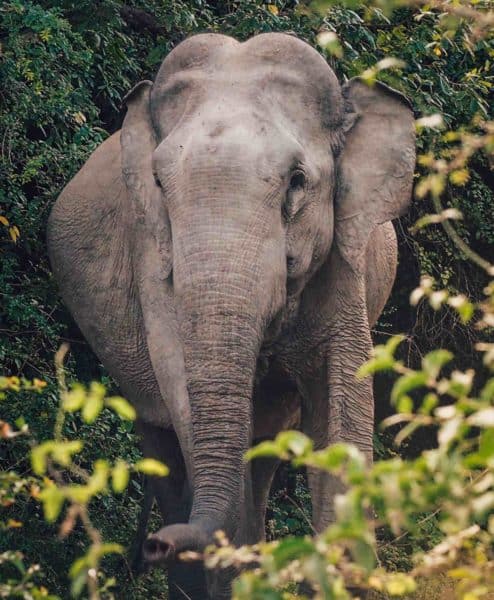 Closeup of elephant