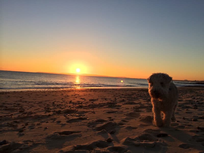 dog walking the beach at sunset