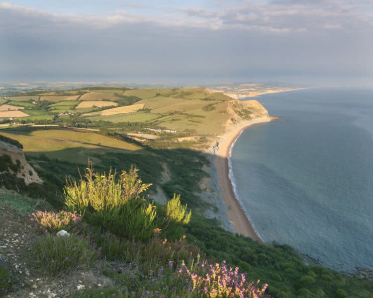 Golden Cap Estate, Dorset. An elevated view along Dorset's Jurassic Beaches coastline. Marine plants on the clifftops. Britain 100.