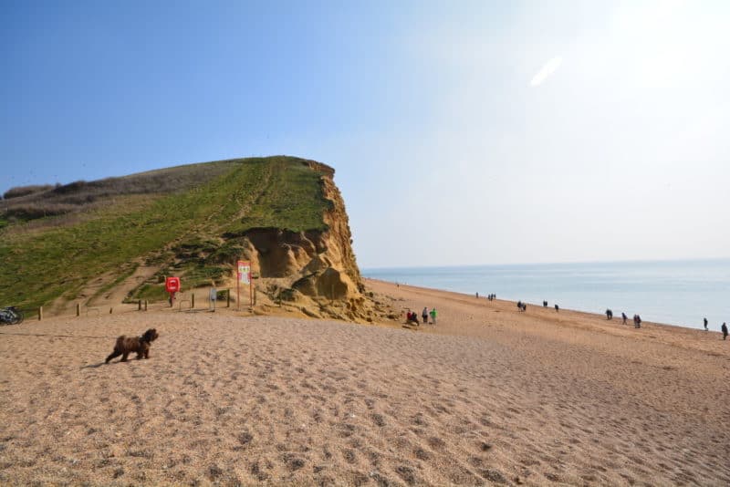 people on the beach and someone walking a small dog