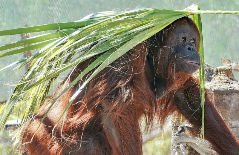 orangutan playing with a palm frond on Borneo