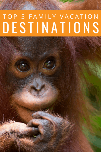 baby orangutan text reads top 5 family vacation destinations