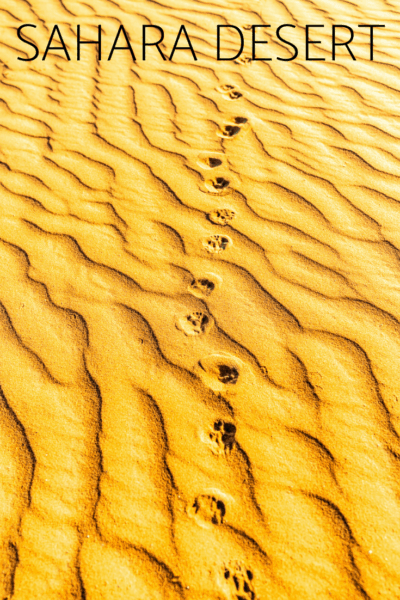 red sands of the sahara desert with animal tracks