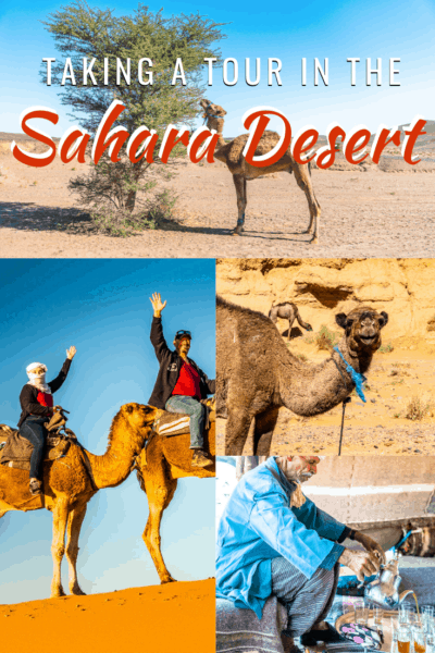 collage of camels and bedouin opouring tea text says how to take a tour in the sahara dessert