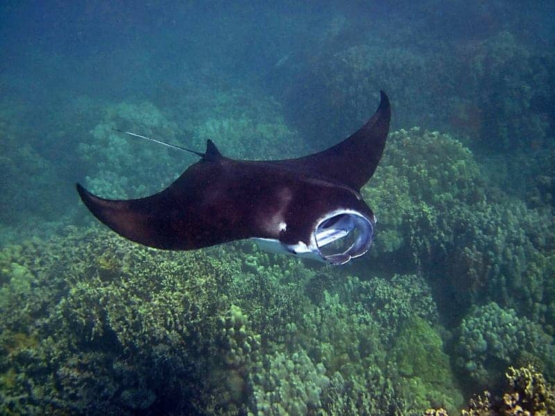 manta ray seen diving in hawaii