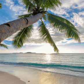 palm tree over caribbean sea at sunset