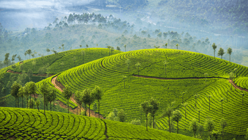 tea plantation in kerala